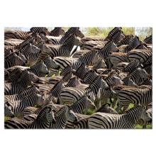 Puzzle "Manada de zebras"