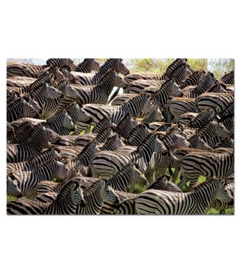 Puzzle "Manada de zebras"