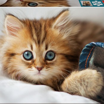 Puzzle 200 peças Gatinho - 17154 - Educa